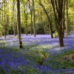 Blue Bell Wood