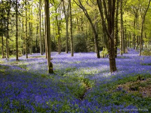 Blue Bell Wood